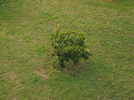 Baum, Orangenbaum, Wiese, Obstbaum, Pflanze, Wachstum, grüne Farbe, Gras, Feld, Land, High Angle View, Natur, keine Leute, Ruhe, Tag, Schönheit in der Natur, draußen, Blume, Grün, Umgebung, Obst, Vollbild, Frische, Essen und Trinken, 4K, CC0, gemeinfrei, lizenzfrei