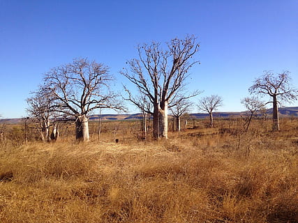 boab, drzewa, outback, tło, krajobraz, pustynia, sceneria, naturalny, dziki, na wolnym powietrzu, środowisko, widok, sceniczny, wylądować, Natura, drzewo, niebieski, niebo, roślina, pole, nagie drzewo, spokój, scenics - natura, spokojna scena, trawa, scena pozamiejska, żadnych ludzi, czyste Niebo, dzień, zbudowana struktura, zdalny, na dworze, suchy klimat, 1080P, CC0, domena publiczna, darmowe zdjęcia
