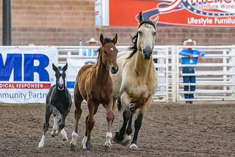 3 hest, Racing, felt, dyre temaer, dyr, pattedyr, husdyr, gruppe dyr, innenlands, kjæledyr, virveldyr, dyreliv, arbeidsdyr, dag, hest, bygge eksteriør, to dyr, arkitektur, bygget struktur, planteetende, ingen folk, natur, utendørs, 5K, CC0, offentlig domene, opphavsrett gratis