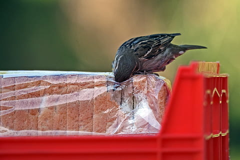 Vogel, Öffnung, Scheibe, Brot, Pack, Vogel, der Brot isst, Laib, Kunststoff, Wirbeltier, Tiere in freier Wildbahn, Tier, ein Tier, Tierthemen, Tierwelt, hocken, Natur, keine Leute, Fokus auf den Vordergrund, Nahansicht, rot, Tag, Holz - Material, Seitenansicht, draußen, in voller Länge, selektiver Fokus, Spatz, Holzpfosten, 2K, CC0, gemeinfrei, lizenzfrei