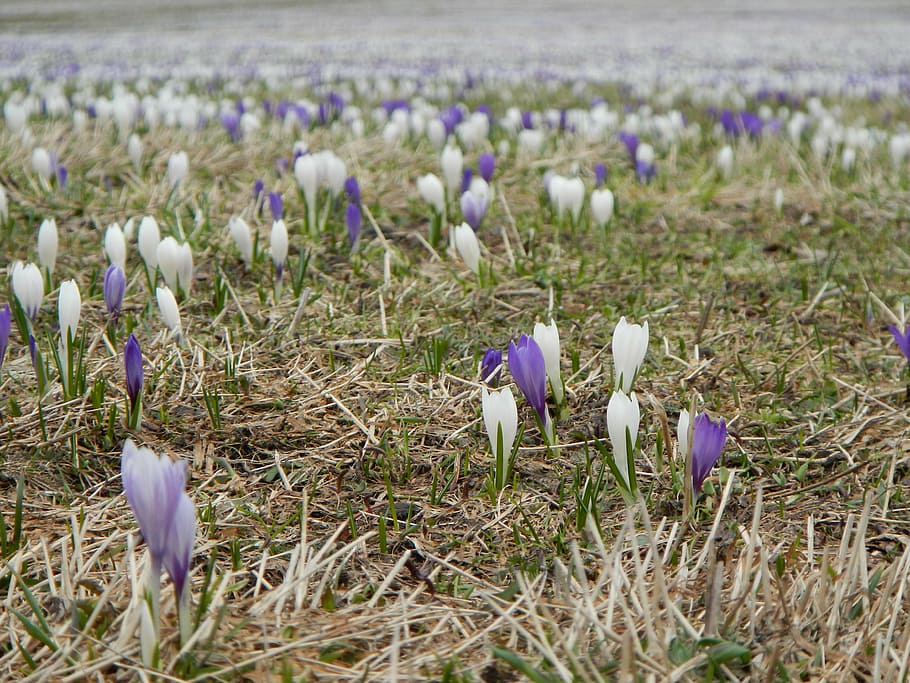 prat, flors, safrà, primavera, blau, porpra, violeta, florir, muntanyes, Meravelles naturals, planta, flor, planta amb flors, creixement, camp, bellesa a la natura, terra, fragilitat, vulnerabilitat, frescor, iris, naturalesa, primer pla, pètal, cap gent, dia, enfocament selectiu, inflorescència, cap de flor, a l'aire lliure, espígol, 4K