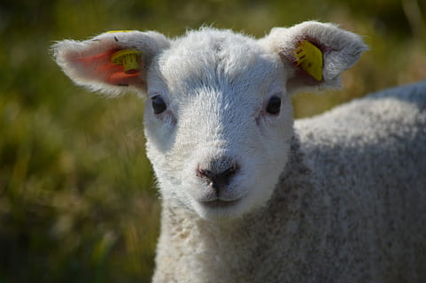 ovelles blanques, xai, ovelles, temes d'animals, animal, mamífer, animals domèstics, nacional, bestiar, un animal, mascotes, vertebrats, retrat, primer pla, centrar-se en primer pla, mirant la càmera, cap gent, dia, cap d’animals, part del cos dels animals, naturalesa, herbívors, 5K, CC0, domini públic, lliure de regalies