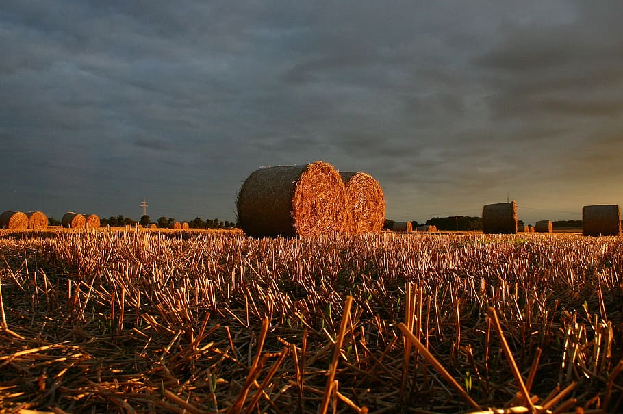 estiu, palla, camp, posta de sol, paisatge, tardor, granja, agricultura, cel, vermell, sortida del sol, terra, blat de moro, temporada, pa, orgànic, strohballen, planta, bala, fenc, núvol - cel, escena rural, naturalesa, collita, medi ambient, cultiu, herba, bellesa a la natura, tranquil·litat, escena tranquil·la, escenics - natura, cap gent, a l'aire lliure, 2K