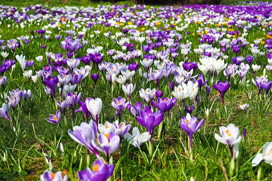 jardí, blanc, porpra, flors de pètals, safrà, flor, primavera, flor de primavera, florir, floració primerenca, bühen, tancar, naturalesa, frühlingsanfang, safrà de primavera, flor de color porpra, despertar de primavera, herba, verd, prat, humor, febre de primavera, prada de primavera, prat de flors, signes de la primavera, flora, planta, rosa, planta rosa, flors, brillant, flors de color rosa, farbenpracht, color, violeta, bonic, inflorescència, creixement, bellesa a la natura, camp, frescor, fragilitat, llit de flors, planta amb flors, vulnerabilitat, terra, pètal, primer pla, cap de flor, iris, cap gent, dia, a l'aire lliure, 4K