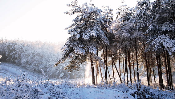 arbres, ple, neu, bosc, den, hivern, nevat, gel, sortida del sol, silueta, paisatge de neu, arbre, naturalesa, gelades, fred - temperatura, temporada, congelat, temps, a l'aire lliure, blanc, paisatge, temperatura de fred, planta, bellesa a la natura, tranquil·litat, terra, Color blanc, escena tranquil·la, escenics - natura, dia, cel clar, cobertura, cap gent, cel, pi, muntanya nevada, arbre de coníferes, 4K, CC0, domini públic, lliure de regalies
