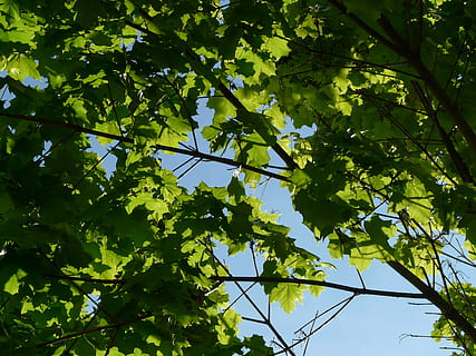 maple, maple leaves, leaf, crown, tree, green, norway maple, acer platanoides, needle leaf maple, sun, light, illuminate, deciduous tree, acer, plant, growth, low angle view, plant part, green color, nature, day, no people, sky, branch, outdoors, sunlight, cable, beauty in nature, fuel and power generation, connection, technology, architecture, power supply, 2K, CC0, public domain, royalty free