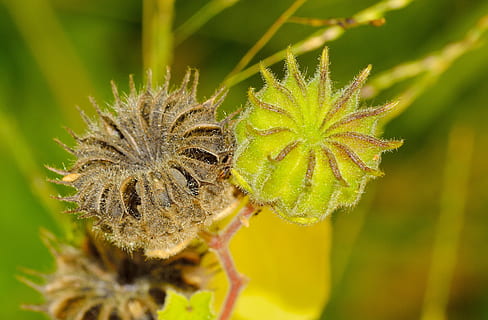 luonto, hedelmä, Abutilon, kasvi, kukka, lähikuva, kauneus luonnossa, hyönteinen, selkärangaton, kasvu, ei ihmisiä, eläin, eläinten villieläimet, hauraus, vihreä väri, eläimiä, eläinten teemoja, tuoreus, alttius, kukka pää, yksi eläin, ulkona, pölytys, 4K, CC0, public domain, rojaltivapaa