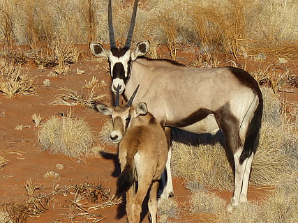 orice, antilope, namibia, selvaggio, fauna selvatica, animale, animali allo stato selvatico, ramificazione, nessuno, temi animali, mammifero, gruppo di animali, vertebrato, due animali, cervo, animali domestici, natura, campo, cornuto, giorno, terra, pianta, erbivoro, giovane animale, famiglia di animali, 4K, CC0, dominio pubblico, privo di copyright