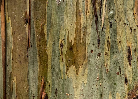 arbre, écorce, gommier, eucalyptus, tronc, peeling, la nature, texture, Australie, plein cadre, arrière-plans, texturé, personne, altéré, vieux, fermer, bois - matériau, journée, modèle, rugueux, endommagé, tronc d'arbre, construction de murs, plante, en plein air, déclin, détérioration, 2K, CC0, domaine public, libre de droits