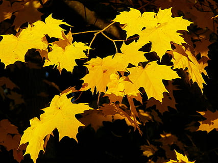 maple, groc, naturalesa, caure, full, tardor, arbre, fulles, vibrant, bosc, part de la planta, canvi, planta, fulla d'auró, bellesa a la natura, primer pla, cap gent, creixement, dia, tranquil·litat, branca, a l'aire lliure, centrar-se en primer pla, llum solar, condició natural, 4K, CC0, domini públic, lliure de regalies