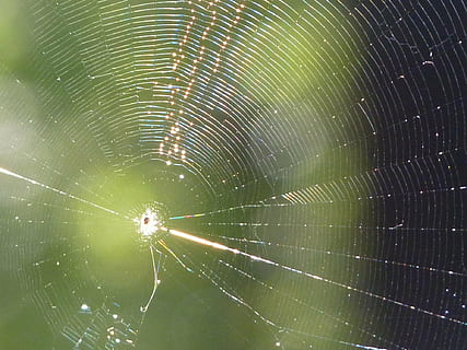 cobweb, network, spider, sun, close, nature, insect, animal, animal themes, spider web, fragility, arachnid, close-up, arthropod, invertebrate, one animal, animal wildlife, animals in the wild, no people, vulnerability, focus on foreground, beauty in nature, outdoors, natural pattern, complexity, web, concentric, 1080P, CC0, public domain, royalty free