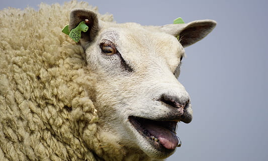 ovelles, baralla, llana, herba, preocupacions, relaxar, descans, dic, prat, Mar del nord, idil·li, naturalesa, deichschaf, agricultura, estiu, món animal, mastega el cud, humor, idíl·lic, verd, escènic, romàntic, cel, animal, paisatge, pastures, un animal, cap d’animals, temes d'animals, primer pla, animals domèstics, bestiar, mamífer, nacional, mascotes, vertebrats, part del cos dels animals, cap gent, centrar-se en primer pla, retrat, mirant, dia, boca oberta, boca d’animals, herbívors, 5K, CC0, domini públic, lliure de regalies