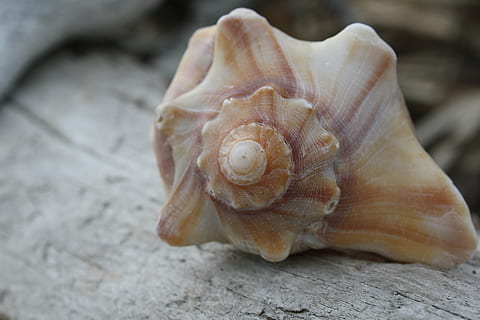 Marrone, bianca, conchiglia, grigio, superficie, semplice, avvicinamento, spiaggia, natura, mare, guscio di animale, estate, animale, sfondi, fauna selvatica, temi animali, un animale, animali allo stato selvatico, mollusco, nessuno, gasteropode, vulnerabilità, parte del corpo animale, lumaca, fragilità, concentrarsi sulle conoscenze acquisite, giorno, vista dall'alto, pianta, marino, 4K, CC0, dominio pubblico, privo di copyright