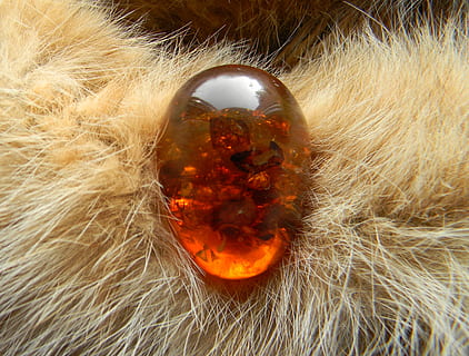 fur, security, bernstein, small, cute, egg, transparency, recovered, animal themes, no people, animal, close-up, animals in the wild, one animal, animal wildlife, orange color, nature, high angle view, outdoors, day, vertebrate, insect, invertebrate, crustacean, animal hair, water, zoology, marine, 2K, CC0, public domain, royalty free
