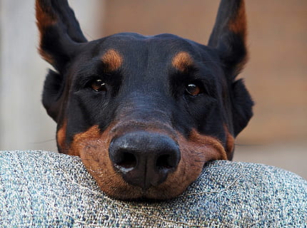doberman, hoved, hund, holde, vilje, øjne, et dyr, kæledyr, dyre temaer, pattedyr, husdyr, hunde, indenlandske, dyr, hvirveldyr, portræt, kigger på kameraet, lempelse, tæt på, fokus på forgrunden, dyr kropsdel, indendørs, ingen mennesker, dyr hoved, hjem interiør, snude, dyr øje, 2K, CC0, offentligt domæne, royaltyfrie