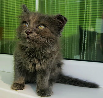 killing, lille, kat, nuttet, ung, dyr, feline, kitty, pels, sød kat, nysgerrighed, kæledyr, grå, baby, hale, pattedyr, dyre temaer, husdyr, indenlandske kat, indenlandske, et dyr, bakkenbart, hvirveldyr, ingen mennesker, sidder, leder, hår, dyrehår, indendørs, portræt, kigger væk, maine coon cat, dyr øje, 2K, CC0, offentligt domæne, royaltyfrie