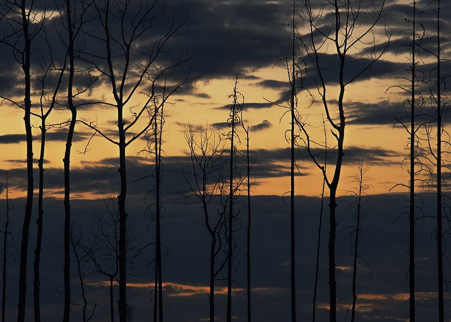 tramonto, panoramico, paesaggio, alberi, spoglio, cielo, nuvole, crepuscolo, sera, sagome, tranquillo, calmo, tranquillo, calma, natura, sereno, nessuno, riflessione, lago, all'aperto, la tranquillità, parte vegetale, acqua, incendio forestale, giorno, nuvola - cielo, silhouette, bellezza nella natura, scena tranquilla, pianta, albero, scenics - natura, scena non urbana, albero nudo, idilliaco, crescita, 1080P