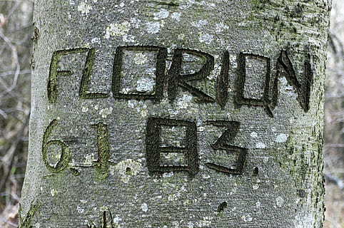 træ, udhugget, navn, symbol, indgraveret, eingeritzter tree, bark, tæt, brev, breve, hukommelse, tekst, meddelelse, vestlige script, ingen mennesker, tæt på, dag, carving - håndværk produkt, forvitret, gammel, stort bogstav, udendørs, håndværk, skilt, kørt ned, træstamme, nedgang, Kunst og håndværk, Information, murbygningsfunktion, metal, beton, 2K, CC0, offentligt domæne, royaltyfrie
