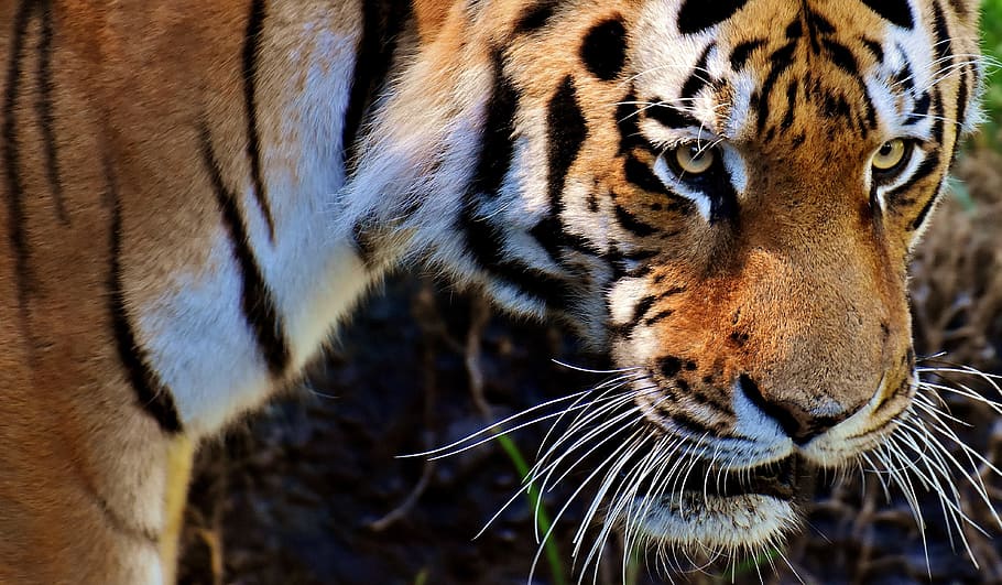 foto, marró, blanc, tigre, depredador, pell, bonic, perillós, gat, fotografia de fauna salvatge, món animal, tierpark hellabrunn, munich, un animal, animal, temes d'animals, felí, fauna animal, mamífer, gat gran, animals a la natura, primer pla, vertebrats, cap gent, part del cos dels animals, bigotis, centrar-se en primer pla, carnivora, marques d’animals, animals domèstics, cap d’animals, agressió, musell, 4K