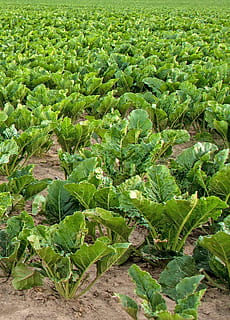 kohl, grønkål, Mark, arbejde, eng, grøntsager, vintergrøntsager, mad, blade, have, sund og rask, lækker, spise, frisch, vitaminer, rå, velsmagende, vegetabilsk plante, landbrug, gård, natur, grøntsag, vækst, landlige scene, afgrøde, plante, organisk, grøn farve, blad, friskhed, udendørs, jord, plante del, ingen mennesker, skønhed i naturen, dag, landskab, ro, mad og drikke, sund kost, høj vinkel visning, havearbejde, plantage, plantning, 1080P, CC0, offentligt domæne, royaltyfrie