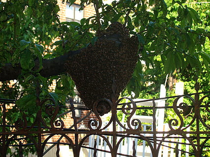 Insekt, Biene, Wespe, Baum, Blatt, Bienenstock, Hof, Pflanze, Wachstum, Natur, Pflanzenteil, keine Leute, Tag, Metall, grüne Farbe, draußen, Schönheit in der Natur, Sicherheit, Schutz, Ast, Flachwinkelansicht, Efeu, Garten, Zaun, Grenze, Schmiedeeisen, 720P, CC0, gemeinfrei, lizenzfrei