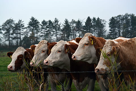 lima, sapi putih dan coklat, hijau, rumput, sapi, ternak, polisi, daging sapi, padang rumput, menghadapi, lokal, binatang lokal, tema binatang, hewan, hewan peliharaan, sekelompok binatang, mamalia, bertulang belakang, ternak domestik, menanam, alam, tidak ada orang, label ternak, tanah, hari, bidang, herbivora, 5K, CC0, domain publik, bebas royalti