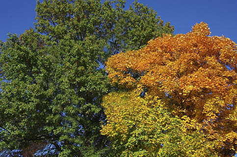 des arbres, couleurs d'automne, l'automne, branches supérieures, coma, fleur, plante, jaune, la nature, croissance, arbre, beauté dans la nature, changement, personne, faible angle de vue, journée, tranquillité, ciel, en plein air, ciel clair, couleur orange, plante à fleurs, bleu, lumière du soleil, 4K, CC0, domaine public, libre de droits