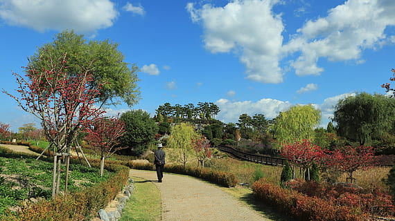 cielo, blu, chiaro, nube, mare, solare, il mezzogiorno, di stagione, primavera, ecco allora, autunno, Entrata, Uscita, la porta di fronte, cancello, giardino botanico, parco, arboreto, legna, alberi, piante, armonia, armonioso, armoniosamente, natura, la natura del, naturale, mezzogiorno, durante il giorno, purezza, pulito di, pulito, puro, di puro, scala, paesaggio, luce del sole, luce, cielo autunnale, estate, cielo blu, foglie d'autunno, memoria, controluce, calore, schiacciare, foresta, ghiaia, serenità, verde, camminare, sentieri, cannuccia, anziano, maschio, uomo, santuario, a piedi, ponte, gazebo, le scale, fiume, acqua, il fiume, Corea, Repubblica di Corea, fiori, giardino floreale, bianca, astratto, giallo, sfondo sfocato, echo park, ombra crescente dell'albero, sfocato, rosso, stato dell'unione, pm, margherita, pianta, albero, nuvola - cielo, bellezza nella natura, crescita, una persona, giorno, sentiero, scenics - natura, la tranquillità, persone reali, scena tranquilla, ambiente, adulto, campo, all'aperto, 5K, CC0, dominio pubblico, privo di copyright
