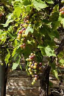 Traube, Cluster, Rebe, Wachstum, Landwirtschaft, Obst, Essen und Trinken, Ernte, Blatt, gesundes Essen, Lebensmittel, Pflanze, Frische, Pflanzenteil, Natur, grüne Farbe, Baum, Weinberg, Wohlbefinden, Tag, keine Leute, Bündel, draußen, reif, Wein machen, Plantage, 4K, CC0, gemeinfrei, lizenzfrei