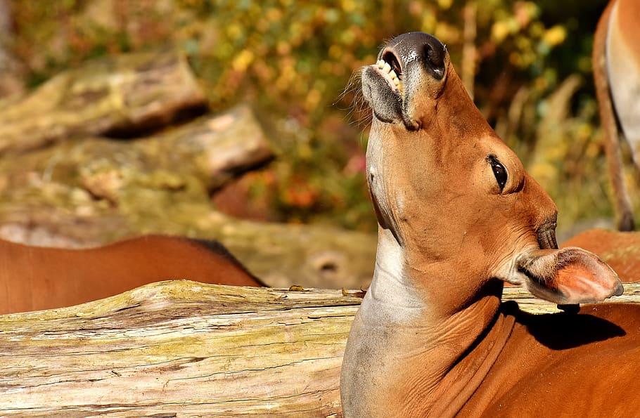 mucca marrone, banteng, Manzo, bos javanicus, selvaggio, fotografia naturalistica, zoo, Hellabrunn, Monaco, ritratto animale, natura, animale selvaggio, animale, temi animali, fauna selvatica, mammifero, un animale, animali allo stato selvatico, vertebrato, nessuno, concentrarsi sulle conoscenze acquisite, giorno, Marrone, luce del sole, all'aperto, avvicinamento, solido, roccia - oggetto, roccia, analizzare, cercare, guardare, testa di animale, erbivoro, 4K