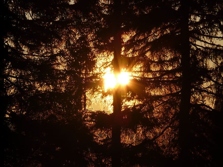 Wald, Baum, Sonne, Gegenlicht, Baumstämme, Stimmung, Romantik, Sonnenuntergang, atmosphärisch, Mystik, mystisch, Zauber, Dunkelheit, Hexerei, Zauberwald, Log, Tanne, Tannenwald, Sonnenlicht, Sonnenstrahl, Natur, szenen, Ruhe, Schönheit in der Natur, Himmel, Pflanze, Land, ruhige Szene, Linseneffekt, Szenen - Natur, keine Leute, Nicht-städtische Szene, Silhouette, Wachstum, Streaming, draußen, hell, 2K