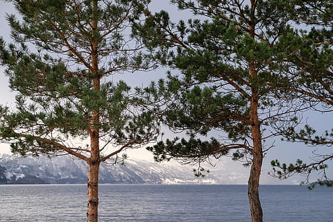 dos, arbres marrons i verds, durant el dia, verd, fulles, arbres, al costat, cos, aigua, dia, temps, neu, hivern, blanc, fred, gel, gent, home, sol, plantes, naturalesa, oceà, mar, platja, arbre, escenics, tronc de l'arbre, cap gent, tranquil·litat, a l'aire lliure, escena tranquil·la, planta, bellesa a la natura, tronc, cel, creixement, escenics - natura, terra, escena no urbana, llac, arbre de coníferes, 4K, CC0, domini públic, lliure de regalies