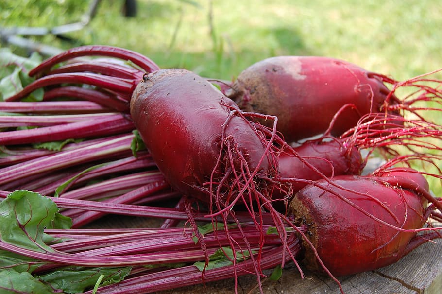 primer pla, fotografia, vermell, cultius de bombetes, durant el dia, remolatxa, planta, vegetals, del jardí, haulm, jardí de verdures, collita, arrels, neteja, dacha, elitexpo, menjar i beguda, menjar, alimentació saludable, frescor, benestar, cap gent, dia, arrel vegetal, centrar-se en primer pla, natura morta, fruita, aliments crus, naturalesa, vista d’angle alt, a l'aire lliure, terra, color rosa, remolatxa comuna, 2K