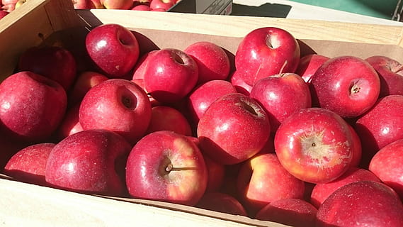 manzana, rojo, poder, Fruta, huerta, jardín, manzanas rojas, colección, comida y bebida, comida, alimentación saludable, frescura, bienestar, envase, caja, naturaleza muerta, nadie, manzana - fruta, gran grupo de objetos, caja - contenedor, de cerca, vista de alto ángulo, abundancia, maduro, 1080P, CC0, dominio público, libre de derechos