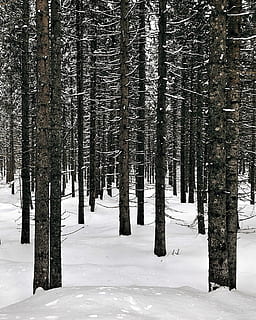 Foto, blattlose Bäume, hoch, locke, Winter, Baum, Schnee, Wald, Kiefer, kalte Temperatur, Land, Pflanze, Schönheit in der Natur, Ruhe, ruhige Szene, Kofferraum, Baumstamm, Natur, keine Leute, Nicht-städtische Szene, Szenen - Natur, Wachstum, Abdeckung, draußen, Nadelbaum, schneit, 1080P, CC0, gemeinfrei, lizenzfrei