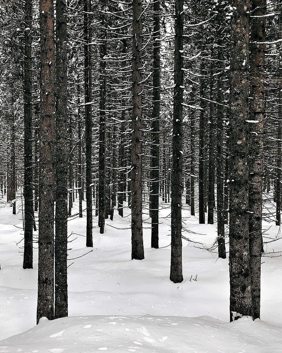 Foto, bladløse træer, høj, træer, vinter, træ, sne, Skov, fyrretræ, kold temperatur, jord, plante, skønhed i naturen, ro, rolig scene, bagagerum, træstamme, natur, ingen mennesker, ikke-urbane scene, scenics - natur, vækst, dækker, udendørs, nåletræ, sner, 1080P