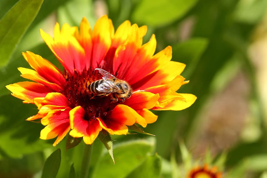 flor, florir, composites, insecte, abella, planta amb flors, temes d'animals, invertebrat, fauna animal, animal, animals a la natura, pètal, un animal, bellesa a la natura, fragilitat, planta, cap de flor, vulnerabilitat, creixement, frescor, primer pla, inflorescència, polinització, cap gent, a l'aire lliure, pol·len, 4K