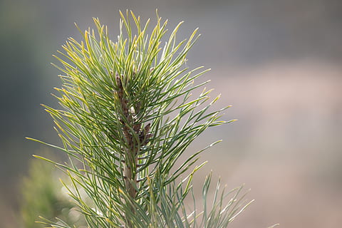 grannåle, nåletræ, fyrretræ, nåle, pinjekegler, hanen, træ, fyrgren, afdeling, plante, vækst, grøn farve, natur, tæt på, fokus på forgrunden, dag, ingen mennesker, skønhed i naturen, Pinaceae, nål - plante del, udendørs, blad, ro, plante del, sollys, 5K, CC0, offentligt domæne, royaltyfrie