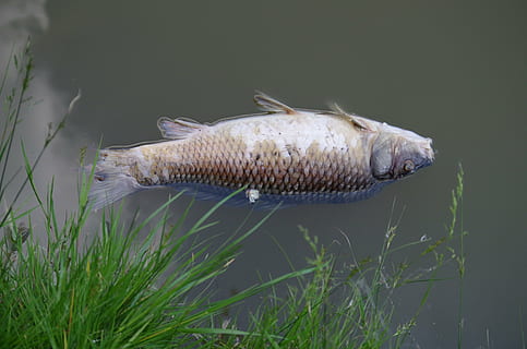 morto, pesce, carcassa, inquinata, stagno, nuotare, animale, temi animali, acqua, fauna selvatica, vertebrato, animali allo stato selvatico, un animale, natura, nessuno, erba, mare, marino, pianta, giorno, all'aperto, subacqueo, frutti di mare, vita marina, cattura di pesce, bocca aperta, 4K, CC0, dominio pubblico, privo di copyright