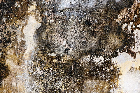 Weiß, schwarz, Illustration, abstrakt, Hintergrund, Schlecht, dämpfen, Design, Detail, schmutzig, Pilz, grunge, Schimmel, alt, Muster, Rau, befleckt, Oberfläche, Textur, texturiert, Wand, keine Leute, Nahansicht, die Architektur, Tag, Natur, draußen, Hintergründe, verwittert, Vollbild, gebaute Struktur, Wandbau - Funktion, braun, schlechter Zustand, Baum, solide, Struktureffekt, 1080P, CC0, gemeinfrei, lizenzfrei