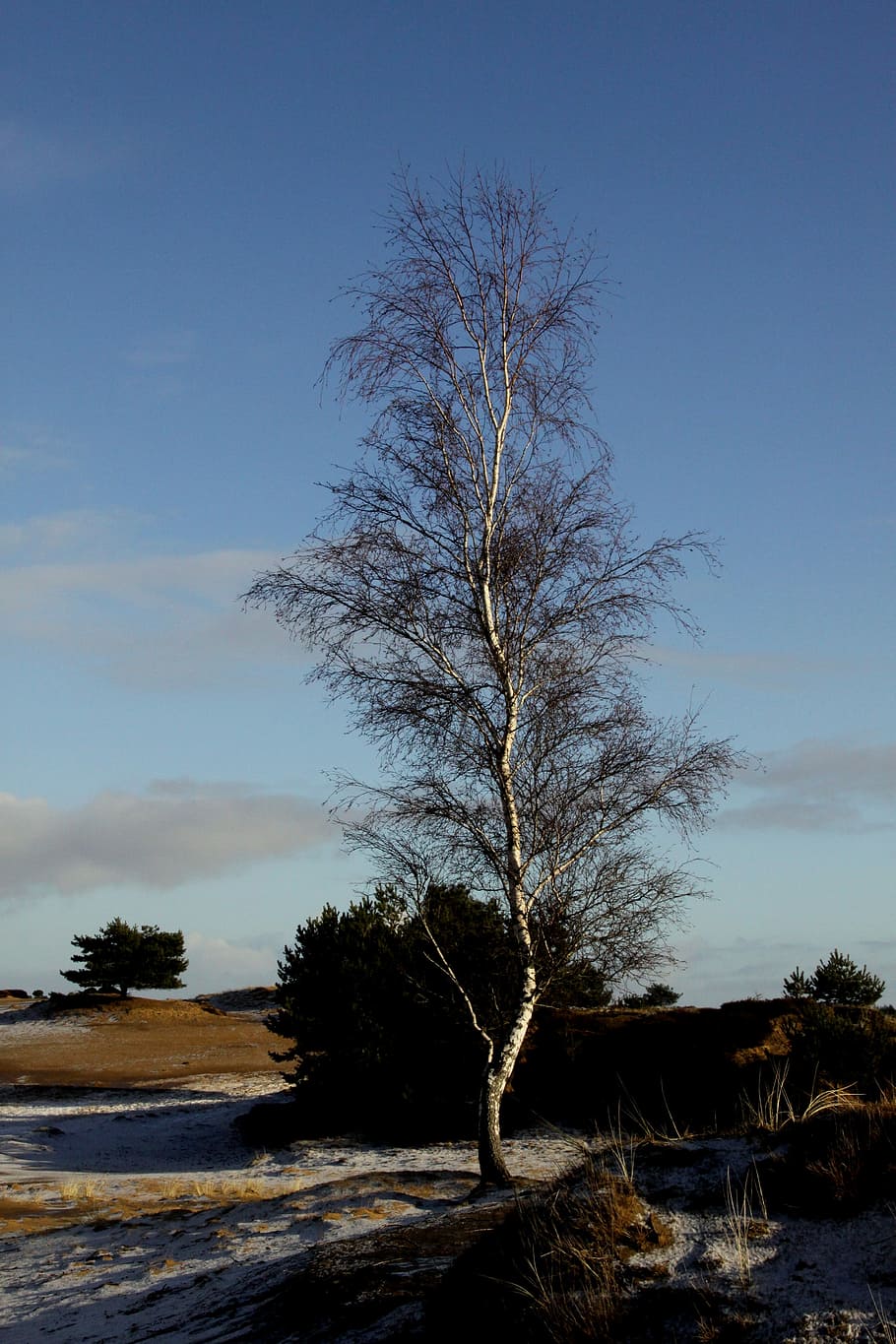 træ, vinter, pil, sne, bare træ, landskab, kold temperatur, himmel, plante, natur, ro, scenics - natur, rolig scene, skønhed i naturen, ingen mennesker, ikke-urbane scene, jord, miljø, skyfri himmel, afdeling, Mark, udendørs, isolerede, 4K