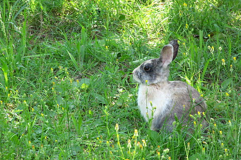 kanin, natur, dyr, kanin, ører, ører, græs, påske, bud, behåret, se, hare, blomster, hvile, et dyr, dyr i naturen, dyreliv, dyre temaer, plante, grøn farve, pattedyr, jord, hvirveldyr, Mark, vækst, ingen mennesker, kanin - dyr, dag, husdyr, kæledyr, udendørs, planteædende, 4K, CC0, offentligt domæne, royaltyfrie