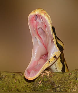 fotografia macro, groc, negre, serp, peu, python, fam, macro, patró, constrictor, ampliar la vista, Snakehead, escala, rèptil, color, primer pla, animal, color rosa, cap gent, temes d'animals, un animal, fauna animal, fons de colors, a l'interior, shell, tir de l'estudi, dia, part del cos dels animals, carn, naturalesa, animals a la natura, terra, frescor, centrar-se en primer pla, boca oberta, 1080P, CC0, domini públic, lliure de regalies