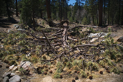 pino, albero, ramo, foresta, caduto, pigna, natura, all'aperto, paesaggio, bosco, pianta, terra, crescita, la tranquillità, bellezza nella natura, giorno, tronco d'albero, scenics - natura, tronco, scena tranquilla, nessuno, scena non urbana, ambiente, a distanza, albero di conifere, 4K, CC0, dominio pubblico, privo di copyright
