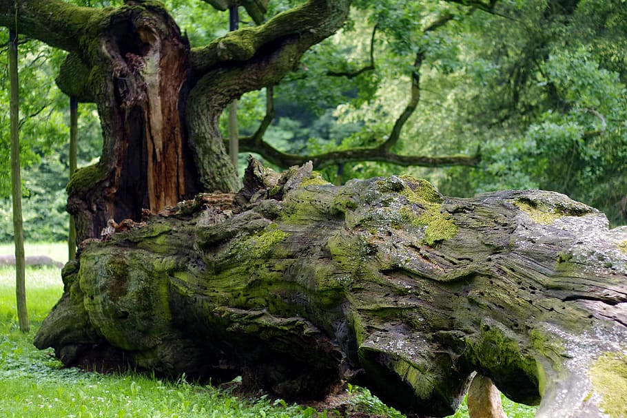 albero, rovesciato, marcio, vecchio, grande, quercia, foresta, natura, konary, sentiero nel bosco, verde, colore verde, all'aperto, pianta, nessuno, tronco d'albero, giorno, muschio, tronco, crescita, terra, la tranquillità, bellezza nella natura, legno - materiale, strutturato, ruvido, campo, abbaiare, pianta morta, 5K