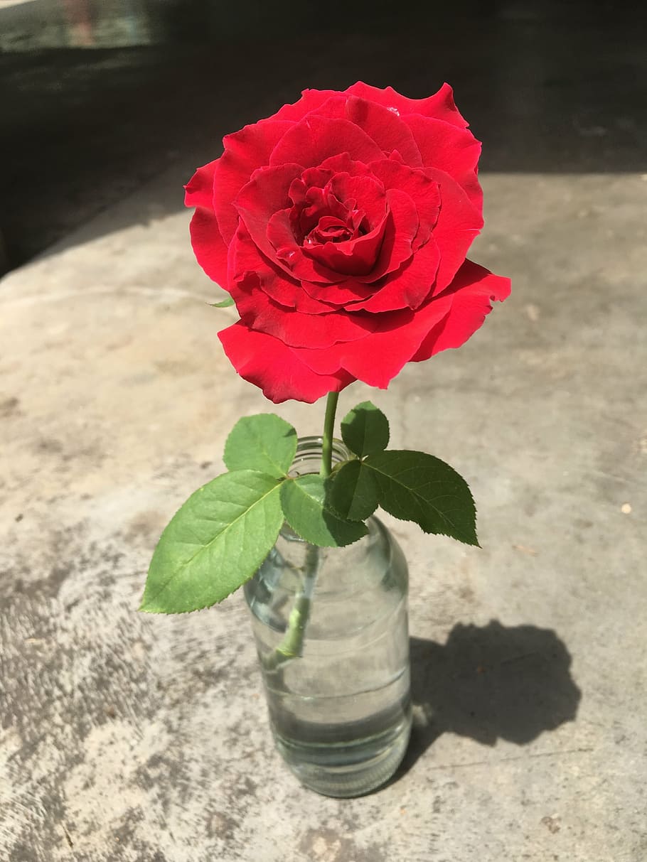 rosa, bonic, vermell, flor, pottle, a l'aire lliure, bellesa a la natura, planta amb flors, planta, pètal, frescor, naturalesa, fragilitat, inflorescència, vulnerabilitat, primer pla, cap de flor, full, part de la planta, flor de roses, cap gent, centrar-se en primer pla, vidre, 4K