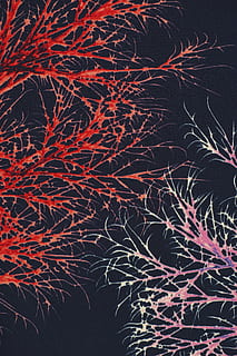 Stoff, Textil-, Textur, Makro, Foto, Modell-, schließen, abstrakt, Nahansicht, Nähen, abstraktes Muster, Fotografie, Hintergrund, wunderschönen, Muster, Weberei, gemalt, Detail, Design, Garn, Baumwolle, niemand, lebendige Farbe, selektiver Fokus, kopieren sie platz, Farbbild, Perspektive, Detailaufnahmen, Motiv, Farbe, Studio, Dekoration, keine Leute, Hintergründe, rot, Nacht-, Natur, Flachwinkelansicht, Bewegung, beleuchtet, Himmel, Schönheit in der Natur, Feier, Pflanze, Licht, Langzeitbelichtung, draußen, Baum, Ast, Wachstum, kahler Baum, Bewegungsunschärfe, Feuerwerk, Komplexität, schwarzer Hintergrund, 8K, CC0, gemeinfrei, lizenzfrei