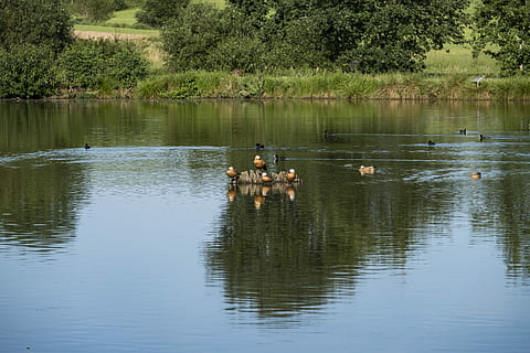 estanque, Lago río, llevar una vida de soltero, agua, naturaleza, lago, río, aguas, banco, aves, patos, isla, Iniciar sesión, madera a la deriva, junto al lago, reflexión, temas de animales, animales en la naturaleza, fauna animal, grupo de animales, animal, árbol, vertebrado, planta, frente al mar, pájaro, día, nadando, grupo mediano de animales, belleza en la naturaleza, nadie, al aire libre, familia de animales, 5K, CC0, dominio público, libre de derechos