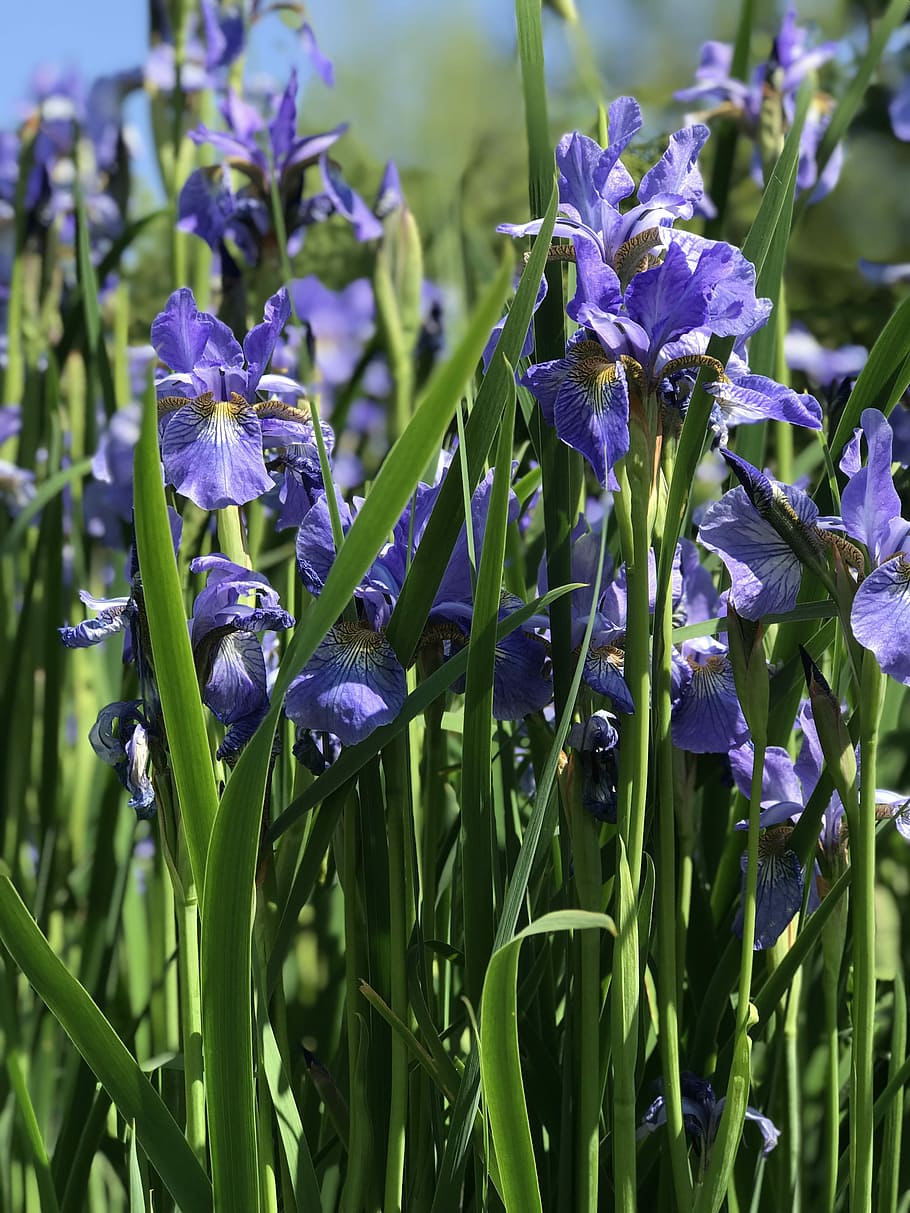 iris, flor, jardí, primavera, floral, estiu, naturalesa, florir, verd, planta, botànica, violeta, vintage, creixement, bellesa a la natura, planta amb flors, vulnerabilitat, porpra, fragilitat, frescor, primer pla, pètal, color verd, dia, centrar-se en primer pla, aigua, cap gent, tirar, part de la planta, full, cap de flor, a l'aire lliure, iris - planta, gota de pluja, puresa, rosada, 4K
