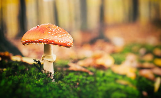 cogumelo, floresta, arvores, natureza, toadstool uma vez, verde, Prado, Primavera, fungo, crescimento, fechar-se, vegetal, Comida, cogumelo fly agaric, plantar, terra, foco seletivo, focar em primeiro plano, beleza na natureza, ninguém, campo, dia, folha, parte da planta, outono, ao ar livre, nível de superfície, 5K, CC0, domínio público, royalty free